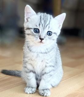 BKH babykatzen Kitten