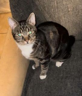 Kater ohne Schwanz vermisst 200 Euro Belohnung