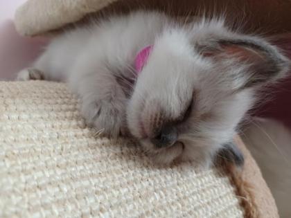 Heilige Birma Kitten