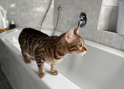 Bengalkatze sucht dringend neues Zuhause
