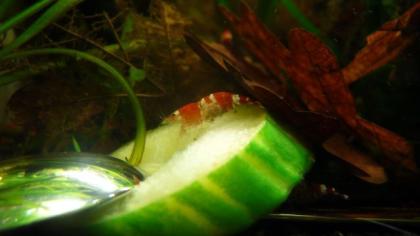 Red Crystal Garnelen