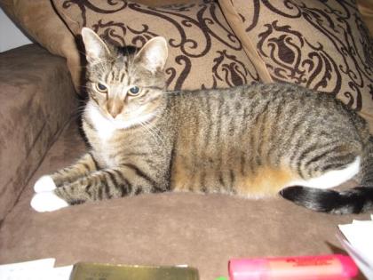 2 Hauskatzen in liebevolle Hände abzugeben