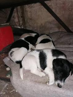 Foxterrier welpen zu verkaufen