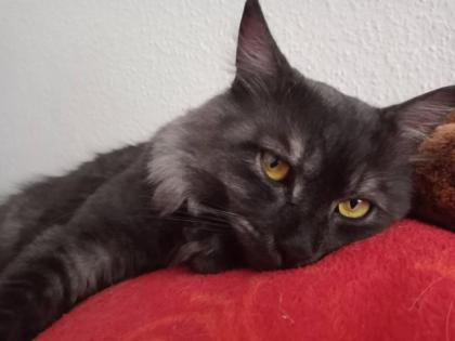 Deckkater MaiCoon Perser Mischling