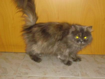 Sehr liebevolle verschmuste Perserkatze abzugeben. 2 jahre alt