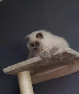 Britisch Langhaar Kater sucht Zuhause
