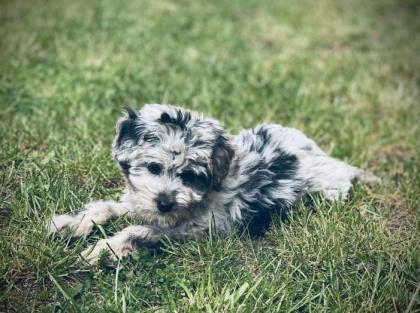 Aussiedoodle Mini Aussie Kleinpudel