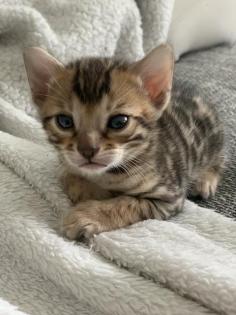 Bengal kitten Brown Snow