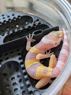 Leopardgeckos aus Rostock NZ 2024