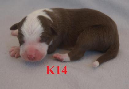 Reinrassige Border Collie Welpen mit Ahnenliste