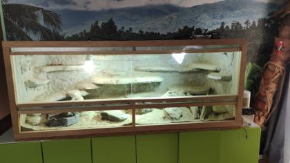 Bartagame samt Terrarium