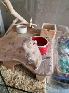 4 Degus mit großem Nagarium