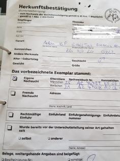 Junge Edelpapageien Pärchen