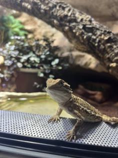Zwergbartagame mit Terrarium