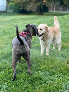 Hunde Betreuung / Hundesitter