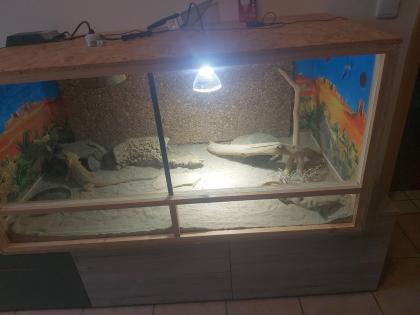 Bartagame und Terrarium mit Zubehör zu verkaufen