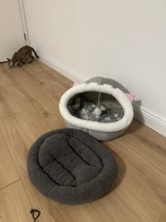 Bengalen mit kompletter Ausstattung