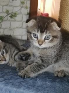 BKH Baby s Katzen ab 04. 07. 24 abholbereit