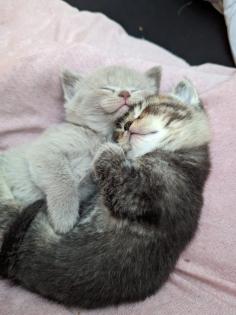 BKH Kitten abgabebereit