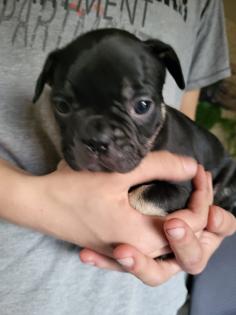 Französische Bulldoggen Baby, s