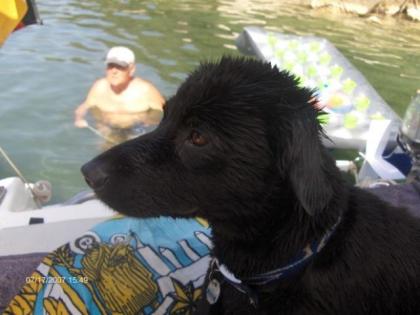 Hund schweren Herzens abzugeben