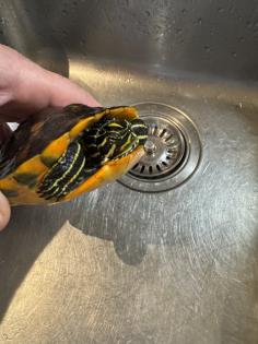 Wasserschildkröte Pseudemys Nelsoni