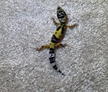 Leopardgeckos