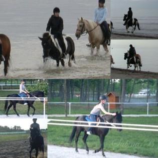 Suche Reitbeteiligung im Raum Harsewinkel und Umgebung.