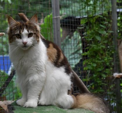 Zuzanna- Maine Coon Mädel mit Papieren, 14 Monate kastriert