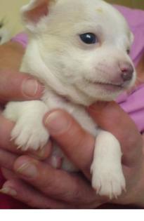 Chihuahua-Welpen zuverkaufen