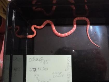 Kornnatter Pantherophis guttatus Jungtiere