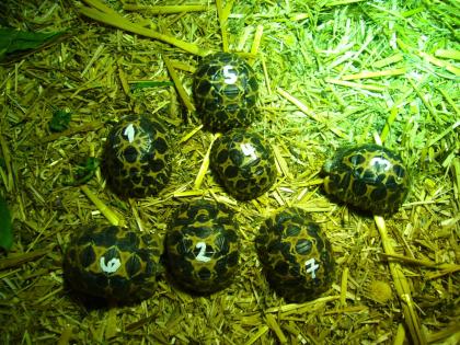Strahlenschildkröte Astrochelys radiata DNZ 2023