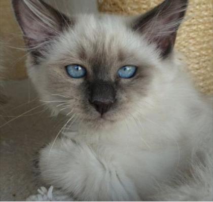 Heilige Birma Kater Katze Mika abholbereit