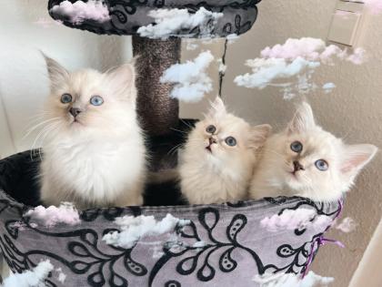 Heilige Birma Kitten / unsere zuckersüßen Wölkchen