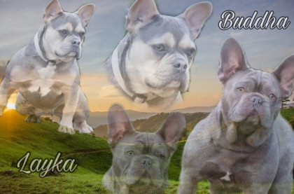 Französische Bulldoggen Welpen Hündin blau mit Papieren