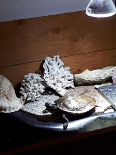 2 Höckerschildkröten zu verkaufen