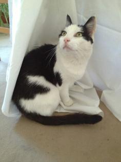 Suchen unseren Kater in Fredersdorf Nord
