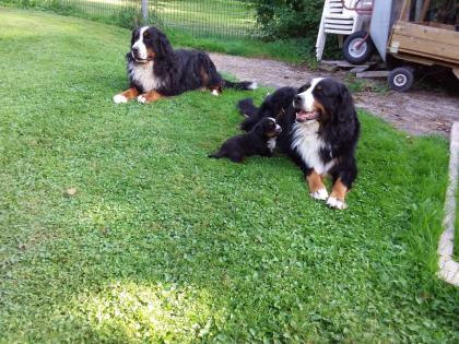 Berner Sennenhund Welpe Hündin bildhübsch