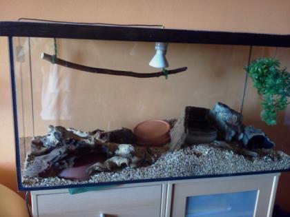 Verkaufe Kornnatter-Pärchen inkl. Terrarium und Zubehör
