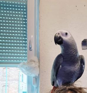 Verkaufe Graupapagei Hahn