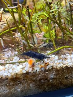 Neocaridina davidi Black Sakura Süßwasser Garnelen