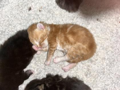 Main Coon Perser Babys