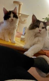 Wunderschöne Maine Coon Kitten