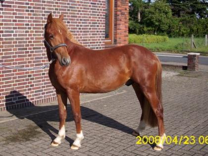 Toller Hengst abzugeben