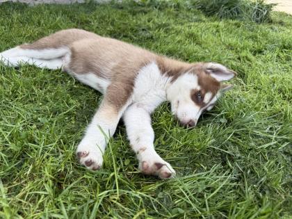 Sibirische Husky-Welpen 8 Wochen alt, geimpft entwurmt