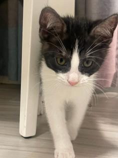 Katzenjunge