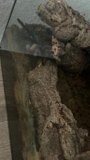 Blaue Jemen-Vogelspinne Monocentropus balfouri