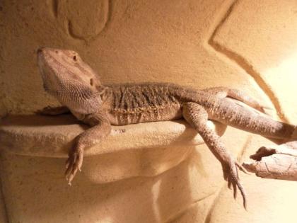 Bartagame abzugeben