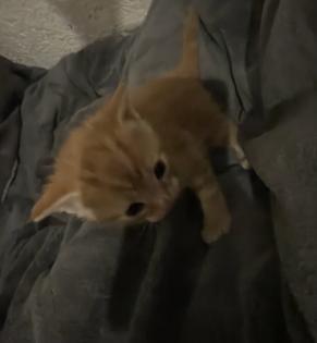 Maine Coon Mix Kitten