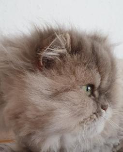 Perser Katze Mädchen abholbereit